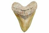 Huge, Serrated, Fossil Megalodon Tooth - North Carolina #365976-1